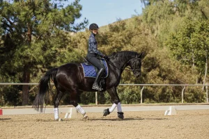 A person wearing a helmet and equestrian gear rides a dark horse with a blue Canter V1 saddle pad and white leg wraps in an outdoor arena, surrounded by trees and sandy ground.